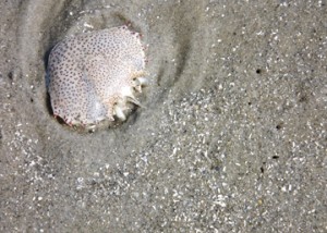 sand_surprise