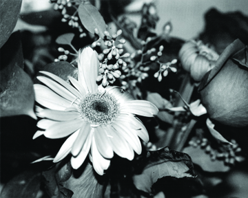 gerbera